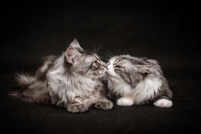 Zeytin Çekirdeğinden Kedi Kumu