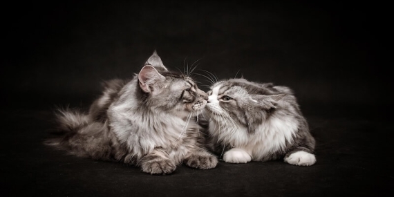 Zeytin Çekirdeğinden Kedi Kumu