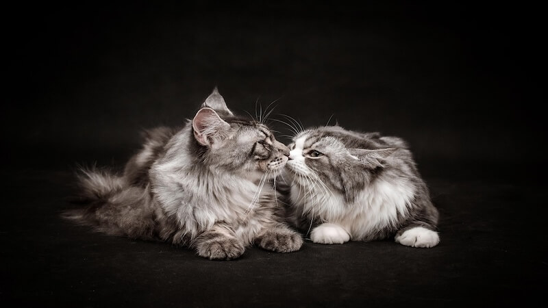 Zeytin Çekirdeğinden Kedi Kumu