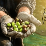 Soğuk Sıkım Zeytinyağı Nedir? Farkı ve Faydaları Nelerdir?